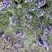 Lavendelfietstocht (11)