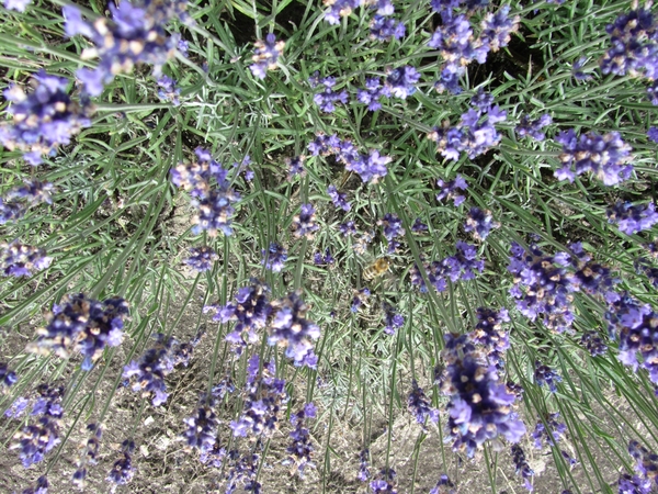 Lavendelfietstocht (11)