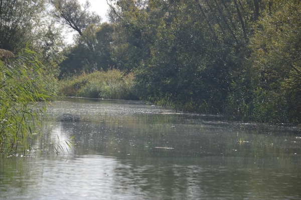 1A Biesbosch museum, rondvaart _DSC_0008