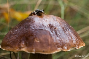 paddestoelen 2016-7590