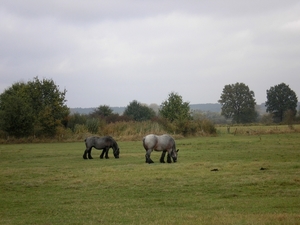 Belgisch trekpaard ( zie www)