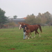 PAARDENMELKERIJ TRICHELHOF LAAKDAL 004