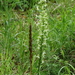 Bergnachtorchis-Platanthera chlorantha_20160606MH4047