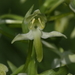 Bergnachtorchis-Platanthera chlorantha_20160608MH4393