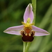 Bijenorchis-Ophrys apifera_20160607MH4208