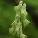 Gele monnikskap-Aconitum vulparia_20160608MH4332