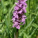 Gevlekte orchis-Dactylorhiza maculata_20160607MH4078