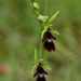 Vliegenorchis-Ophrys insectifera_20160606MG4036