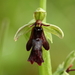 Vliegenorchis-Ophrys insectifera_20160606MG4025