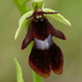 Vliegenorchis-Ophrys-insectifera_20160606MG4038-1