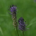 Zwartblauwe rapunzel-Phyteuma nigrum _20160608MH4305
