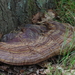Ganoderma pfeifferi-Waslakzwam_20150508MH8422