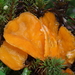 Octospora humosa-Groot oranje mosschijfje_20141218MH0805