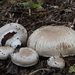 Agaricus bisporus-Gekweekte champignon