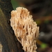 Artomyces pyxidatus-Kroontjesknotszwam