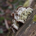 Auricularia mesenterica-Viltig judasoor-01
