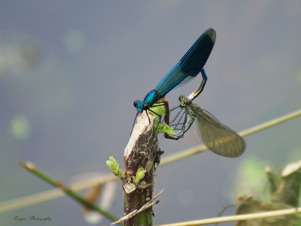 Weidebeek juffer (blauw mannetje, groen vrouwtje