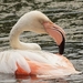 Flamingo  Kasteeltuin Arcen