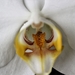 18 feb 2017  witte orchidee