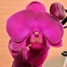 27 feb 2017 paarse orchidee