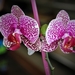 27 feb 2017 paars-wit orchidee