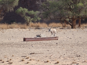 3E Namib woestijn, wandeling _DSC00180