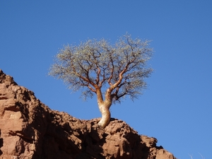 3E Namib woestijn, wandeling _DSC00194