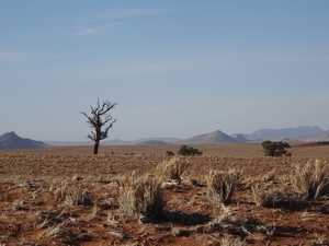 3E Namib woestijn, wandeling _DSC00200