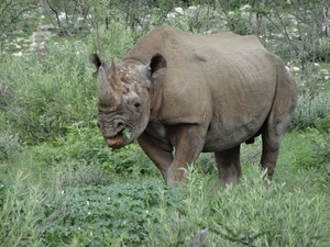 7E Etosha  NP _DSC00769