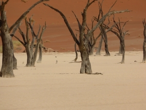 3I Namib woestijn, Deadvlei _P1050035
