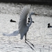 Grote Zilverreiger