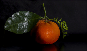 Clementine genetisch gemanipuleerd