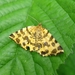 boterbloempje [Pseudopanthera macularia] (2)