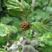 De kruisspin (Araneus diadematus) (7)