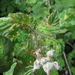 De kruisspin (Araneus diadematus) (17)