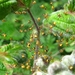 De kruisspin (Araneus diadematus) (22)