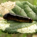 kersenslak,larve,bladwesp, Caliroa cerasi (3)