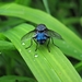 De blauwe bromvlieg (wetenschappelijke naam Calliphora vomitoria