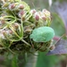 groene Stinkwants - Palomena prasina - nimf (3)