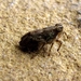 cicade (1)