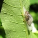 schuimcicade Philaenus spumarius (Cercopidae (5)