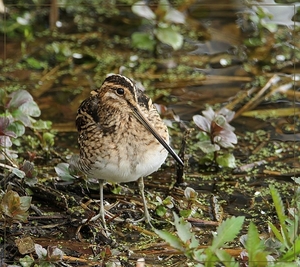 Watersnip - Gallinago gallinago