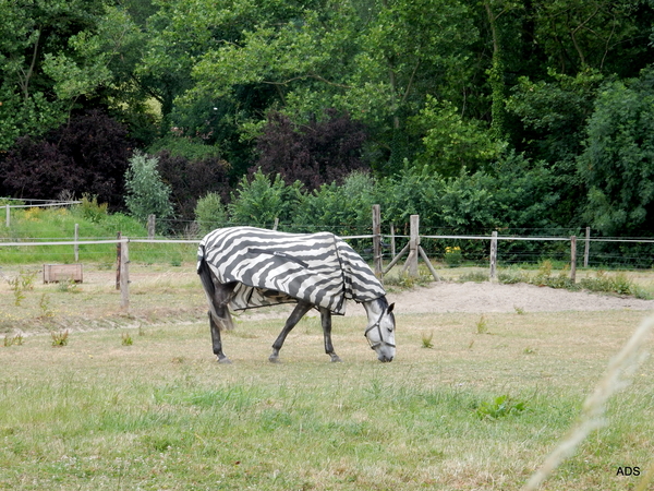 28- Zebra in de weide...