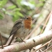 Roodborst - Erithacus rubecula (2)