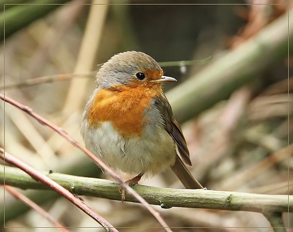 Roodborst - Erithacus rubecula (10)