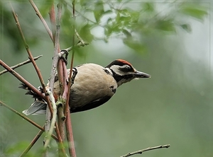 Grote Bonte Specht - Dendrocopos major (2)