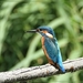 Ijsvogel - Alcedo atthis (2)