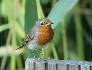 Roodborst - Erithacus rubecula (6)