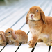 Easter_bunnies_rabbits