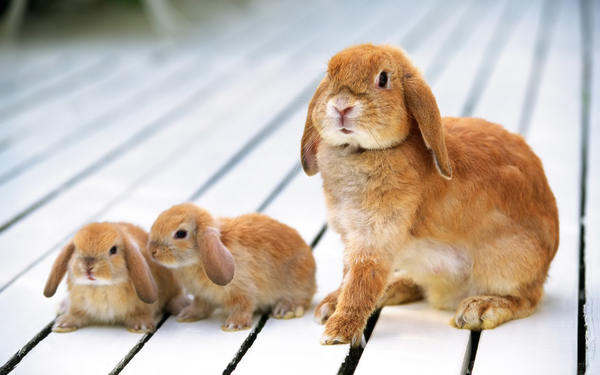 Easter_bunnies_rabbits